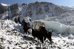 03 Yaks Descend The Hill Next To Mount Everest North Face Intermediate Camp At The Start Of The Trek To Mount Everest North Face Advanced Base Camp In Tibet.jpg